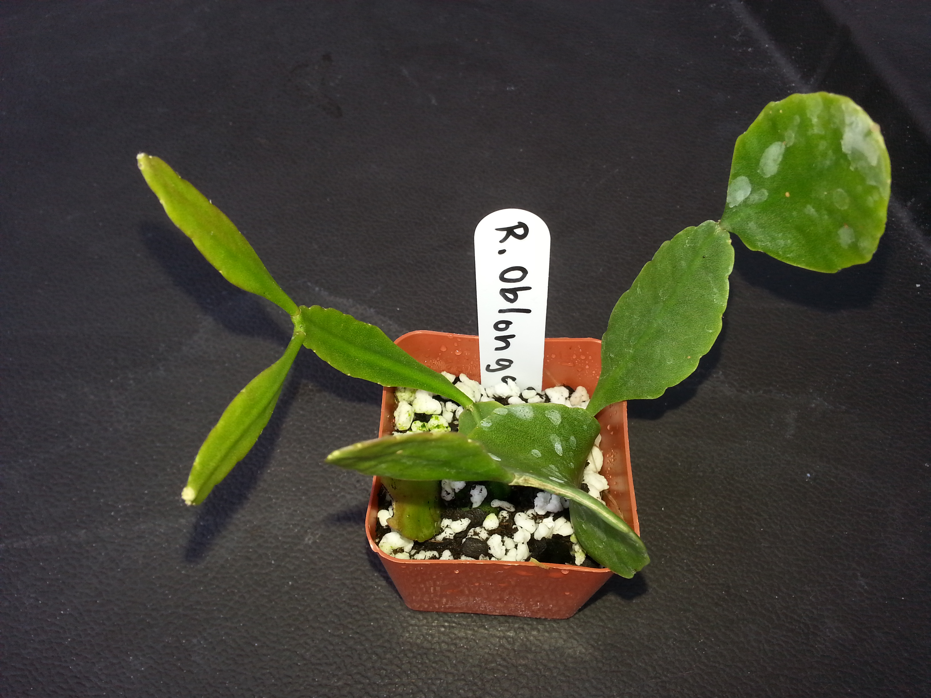 http://www.cloudjungle.com/cloudjungle/Cactaceae/Rhipsalis/rhipsalis oblonga.jpg